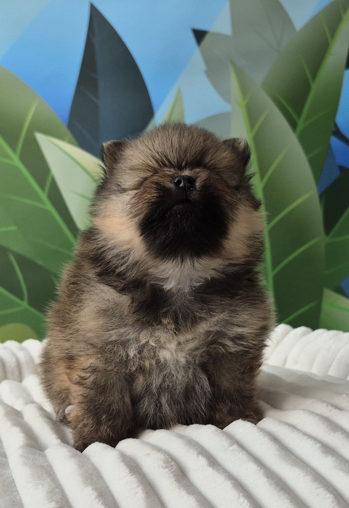 pomeranian szpic miniaturowy chłopiec dostępny do rezerwacji