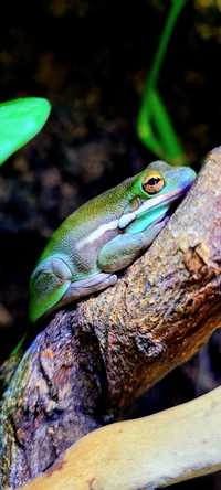 Młode rzekotki zielone-Hyla cinerea