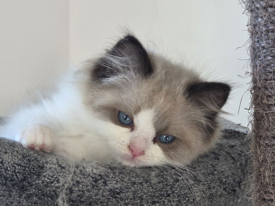 Kot RAGDOLL po przepięknych rodzicach!!