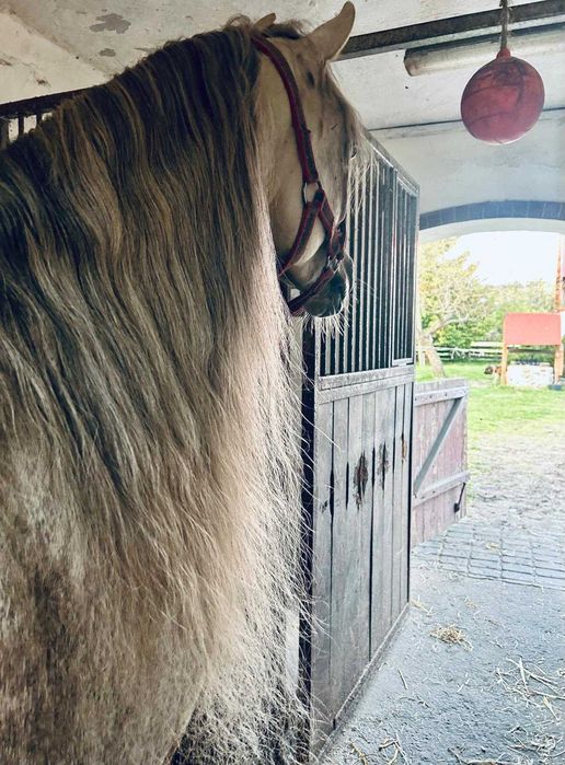 Ogier arabski -DESERT EAGLE