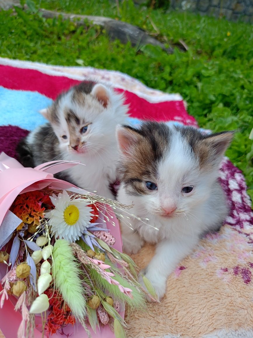 Віддам в добрі руки котиків