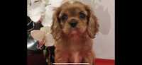 Cavalier King Charles spaniel sunia z rodowodem