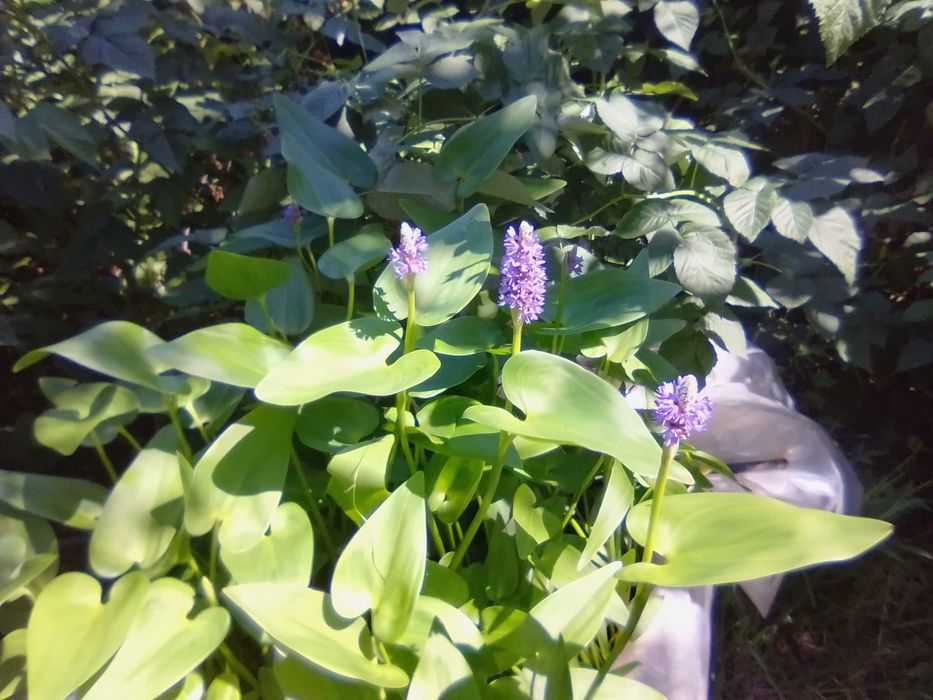 Растения для садового пруда лилия Аттракцион и пантедерия