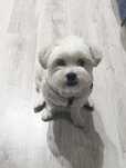 spokojna shi tzu do adopcji