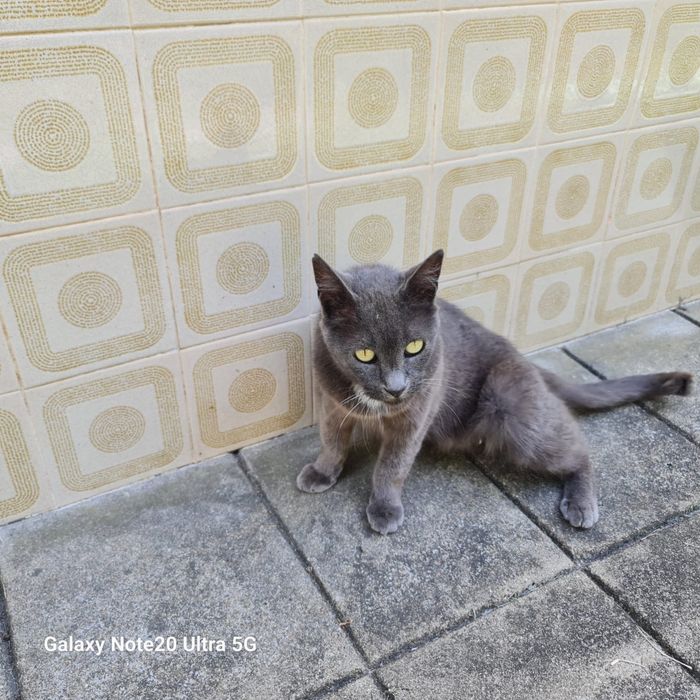 Bonie gatinha 1,2 anos