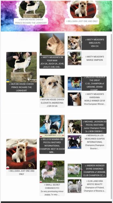 Maleńki chihuachua xs chlopczyk