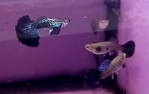 Rasowy gupik Blue dumbo half moon snakeskin