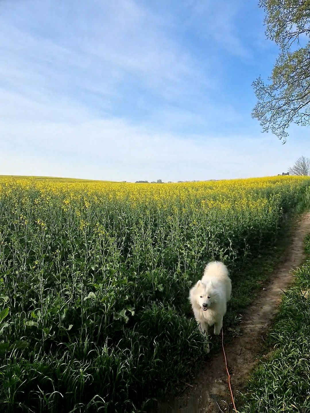 Opieka nad kotem, spacer z psem