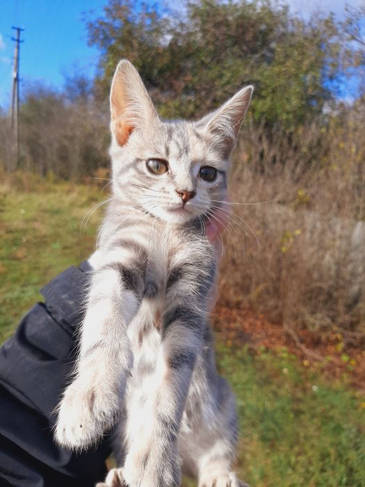 Отдам в хорошие руки. Бесплатно