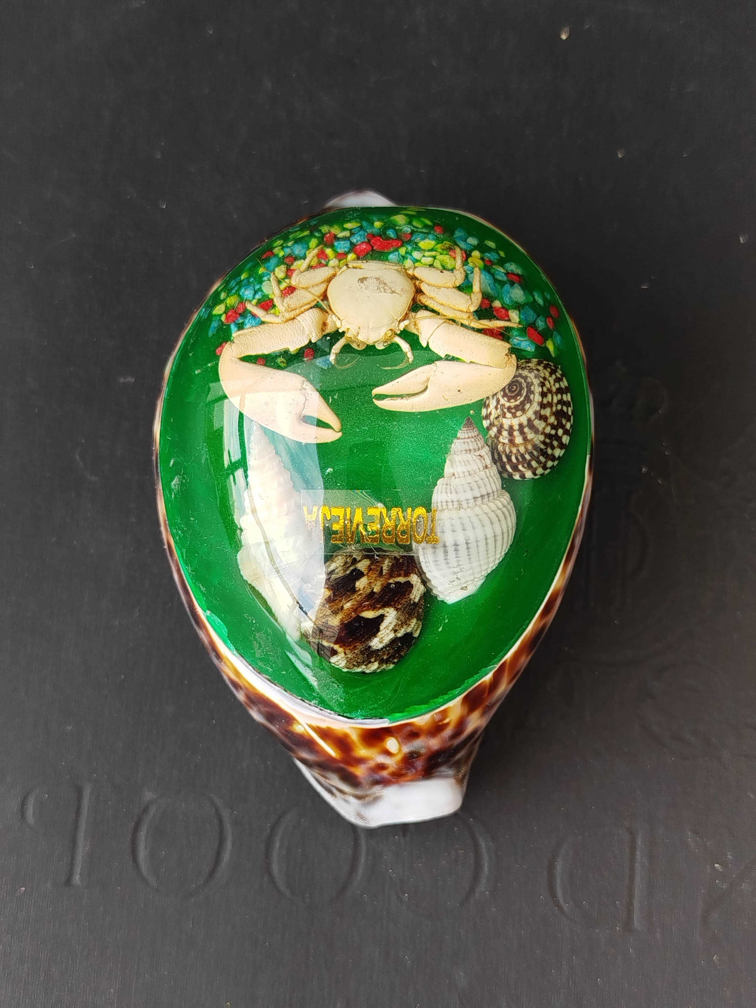 Obciążnik do papieru Torrevieja Hiszpania muszla Cowrie і krab
