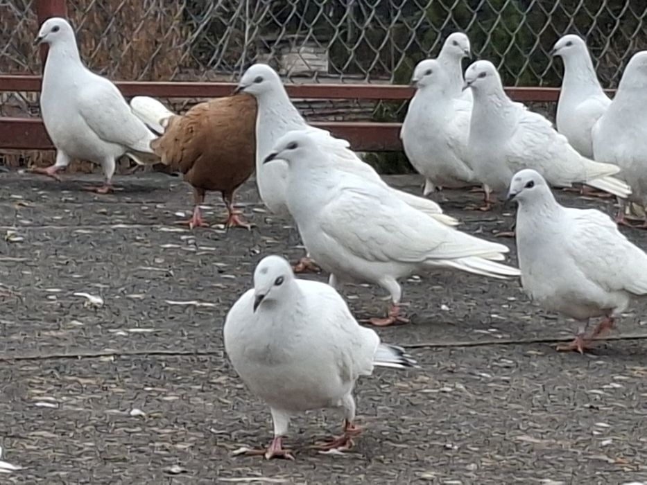 Lot Gołębi! Jasne bez kuprów.
