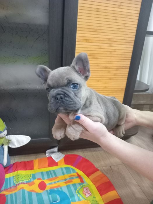 Французская очаровашка