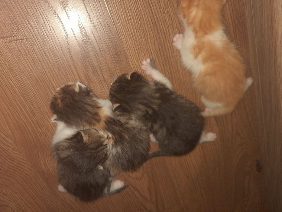 Kotki do adopcji