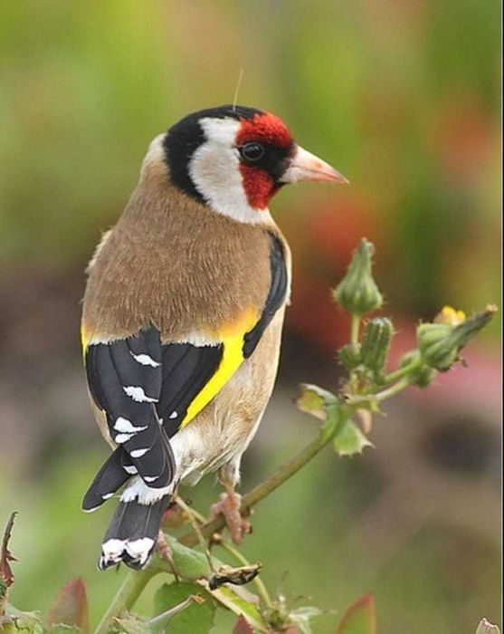 Canários  da  terra pintacilgos