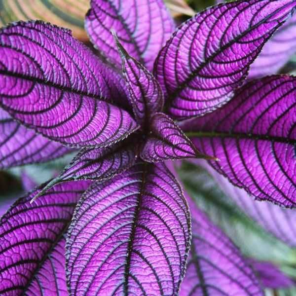 Стробілантес,гінура-рослини з синім листям Парочка.