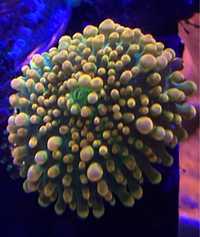 Ricordea Yuma Rzadkosc Orange, Green Koralowiec