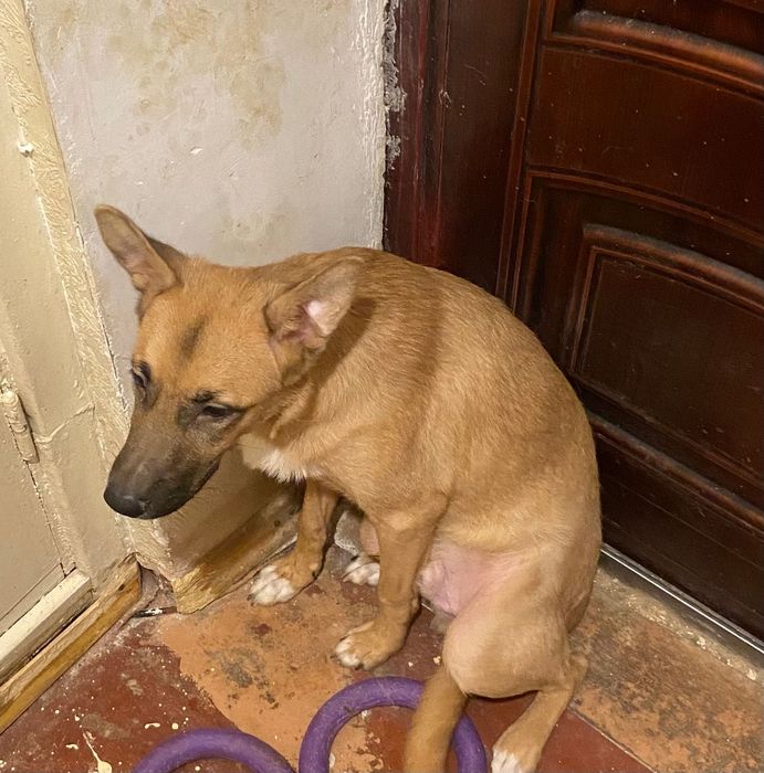 Отдам собаку безкоштовно