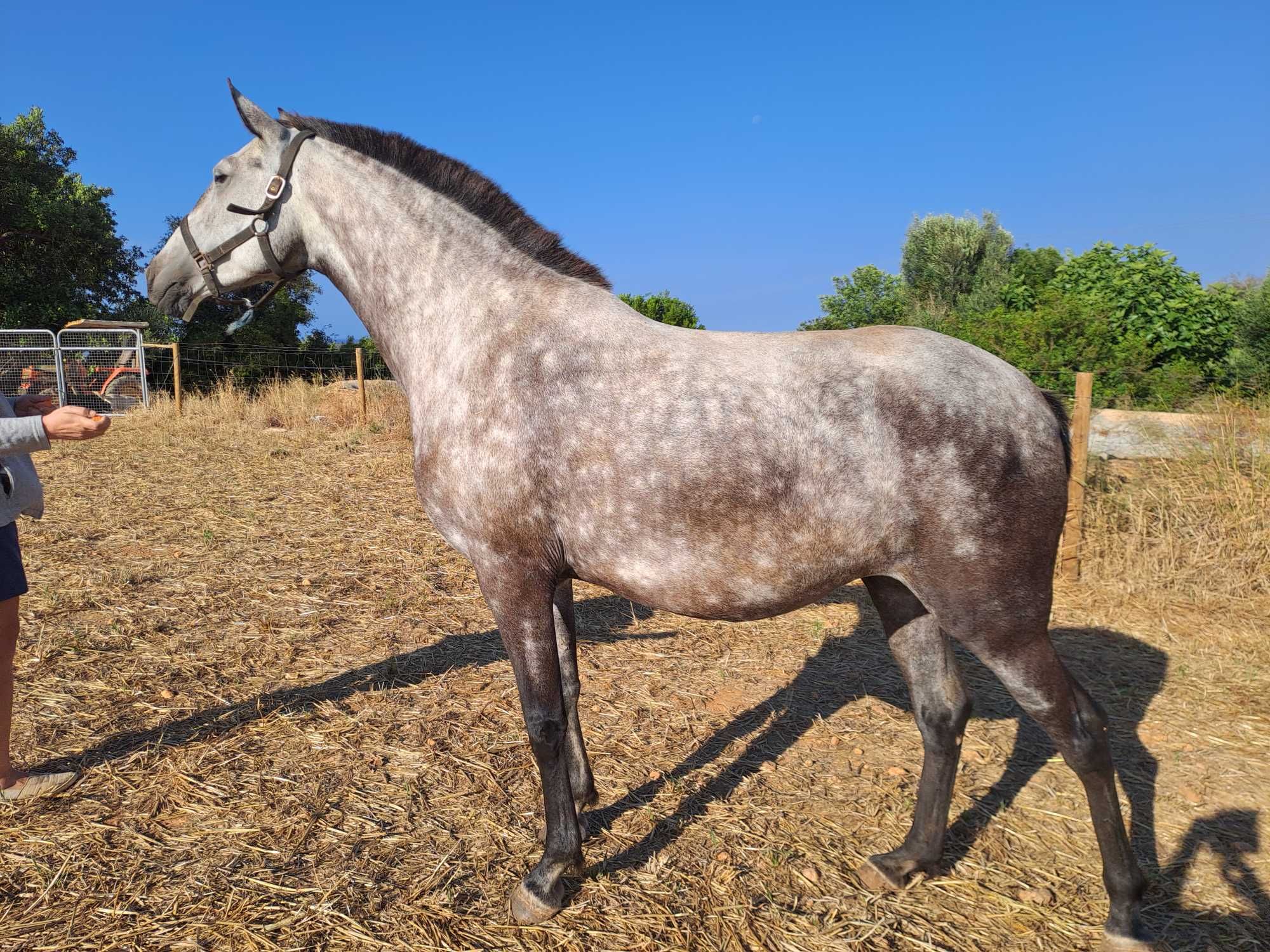 Poli. Vendo égua lusitana de 6 anos