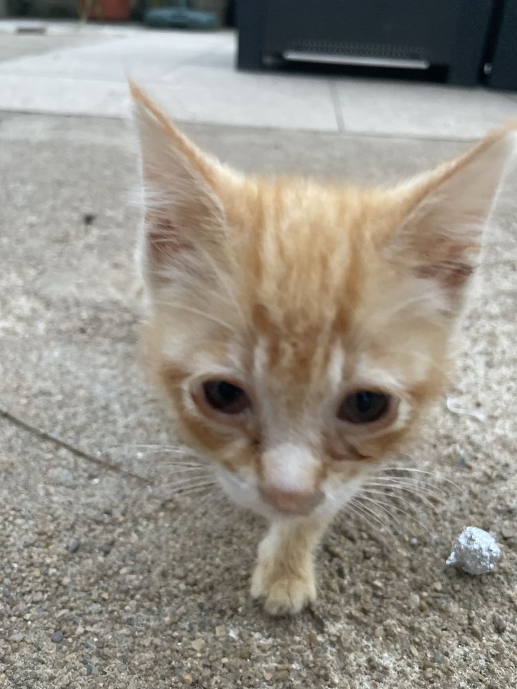Gatinho bebé macho para adoção