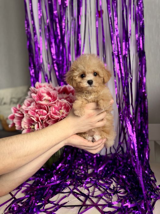 Лялькова дівчинка мальтіпу крем бебі фейс тикап maltipoo є доставка