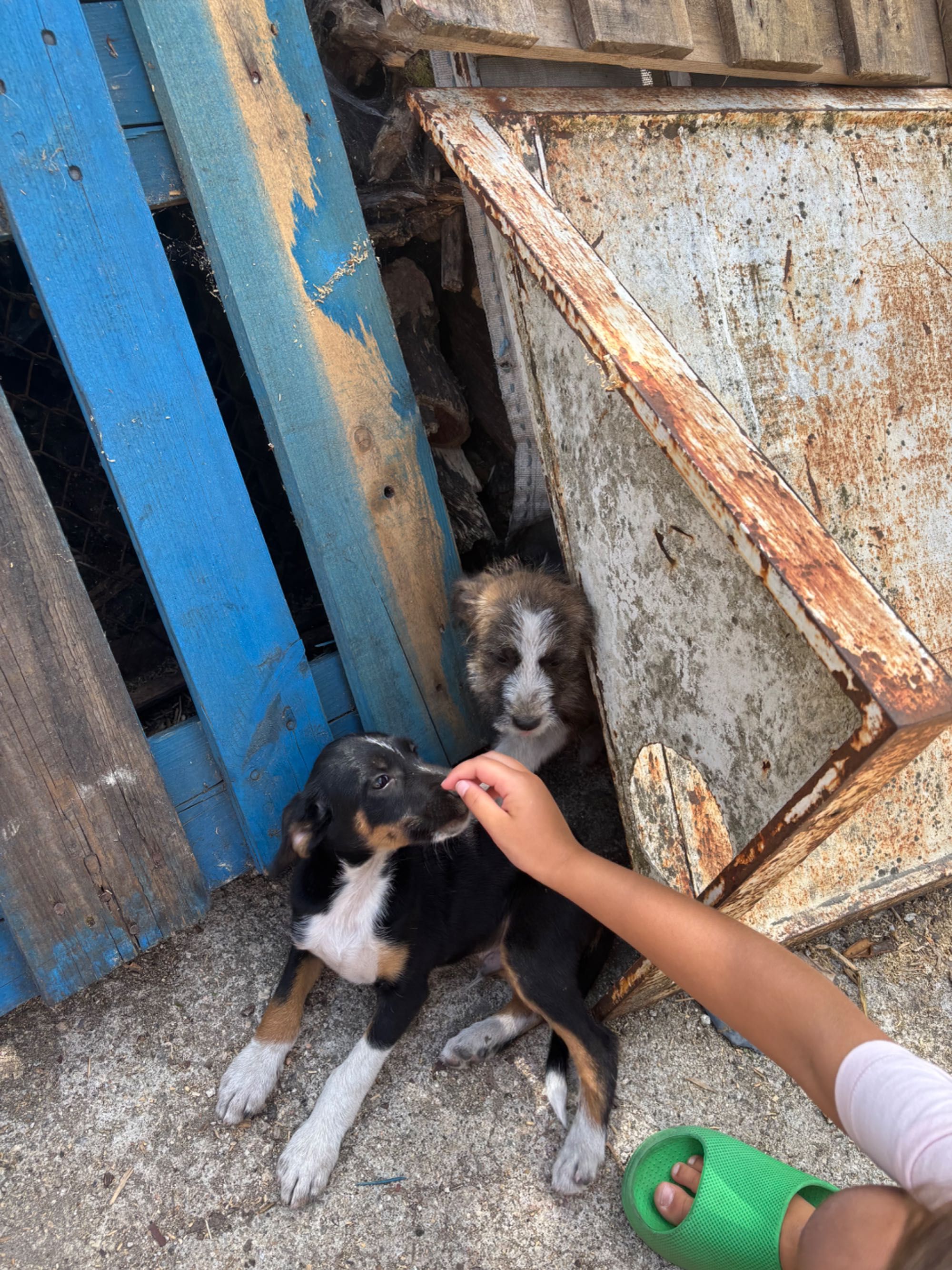 Caes para adopcao