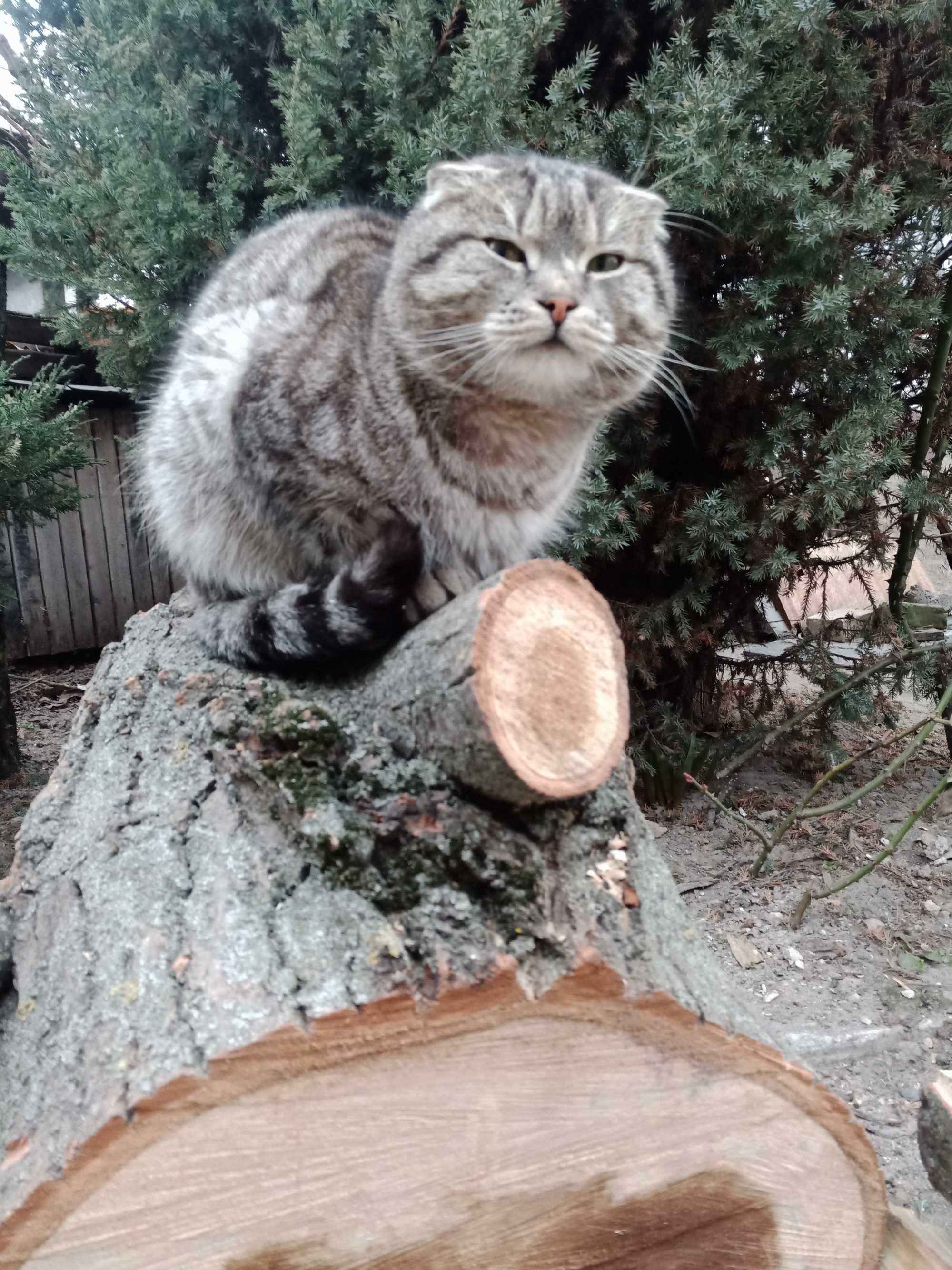 Шотландский вислоухий кот на вязку