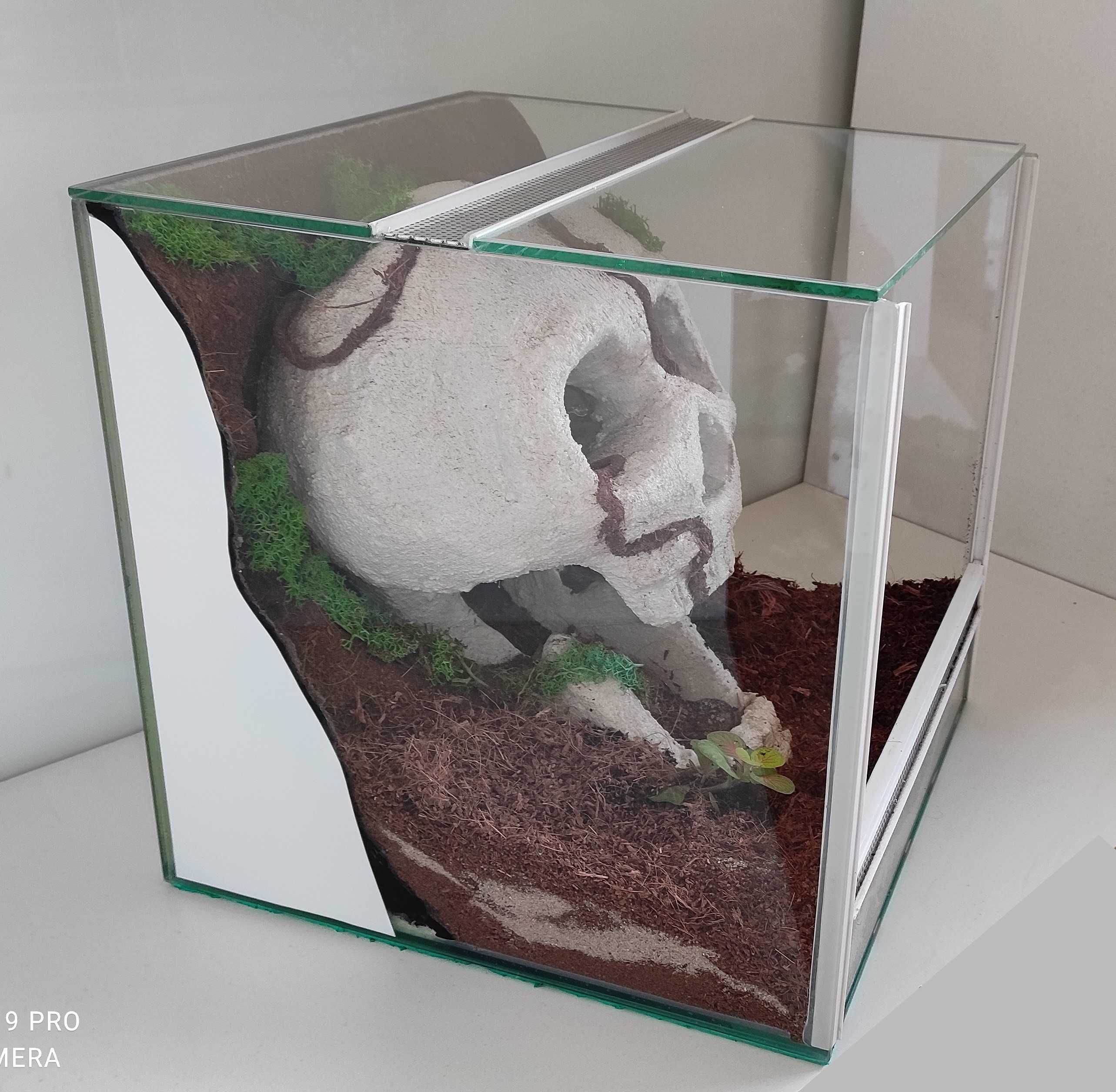 Terrarium dla ptasznika z czaszką, TW32Cz