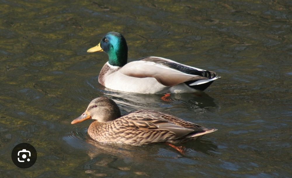 Kaczki Mandarynki Karolinki Krzyżówki