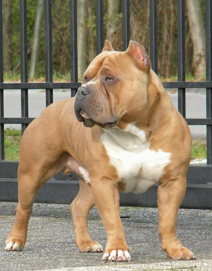 American Bully suka