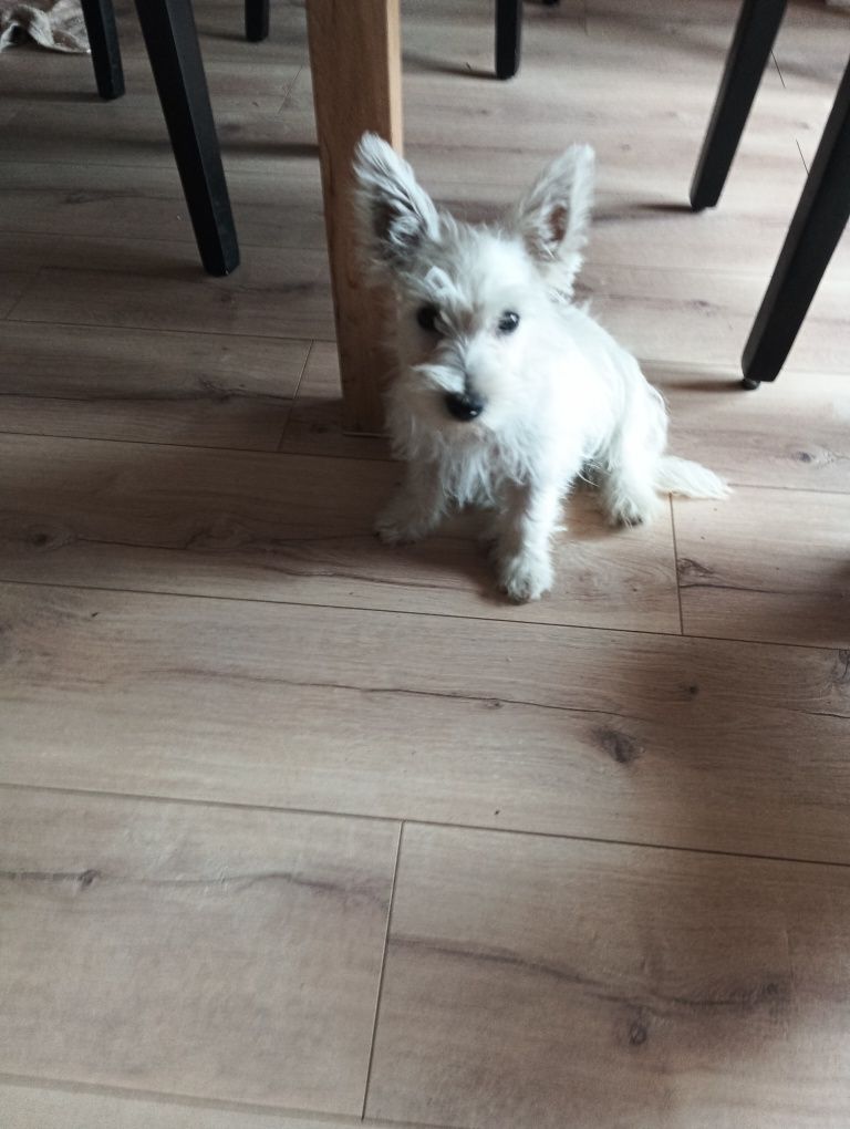 West terrier piesek