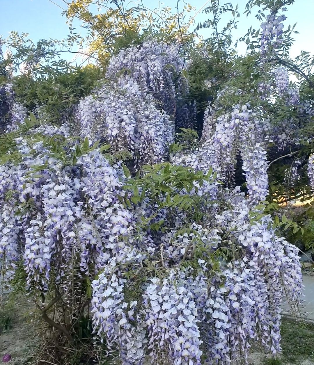 Glicynia, słodlin, Wisteria pnącze piękny kwiaty zapach w ogrodzie