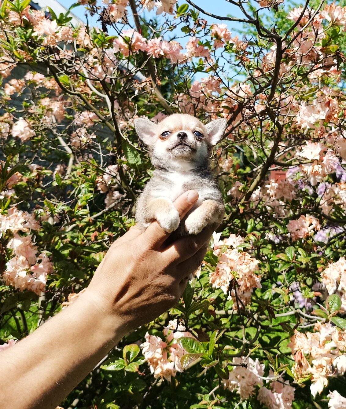 Chihuahua sunia mini