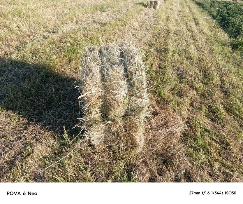 Продам сіно тюки