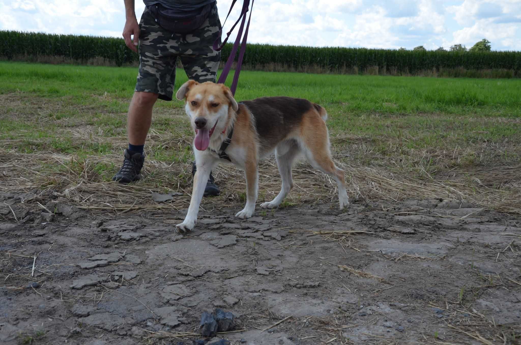 Biszkopt - uroczy psiak prosi o dom ADOPCJA