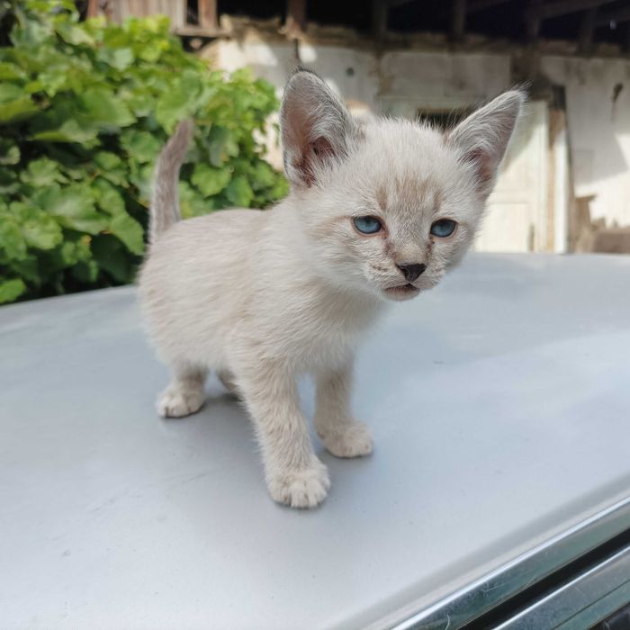 Котят отдам бесплатно