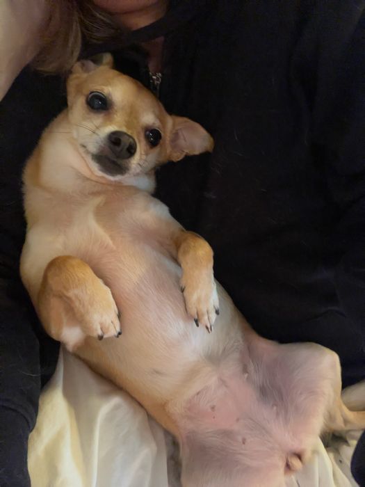 Cadela arraçada com chihuaha (esterilizada)