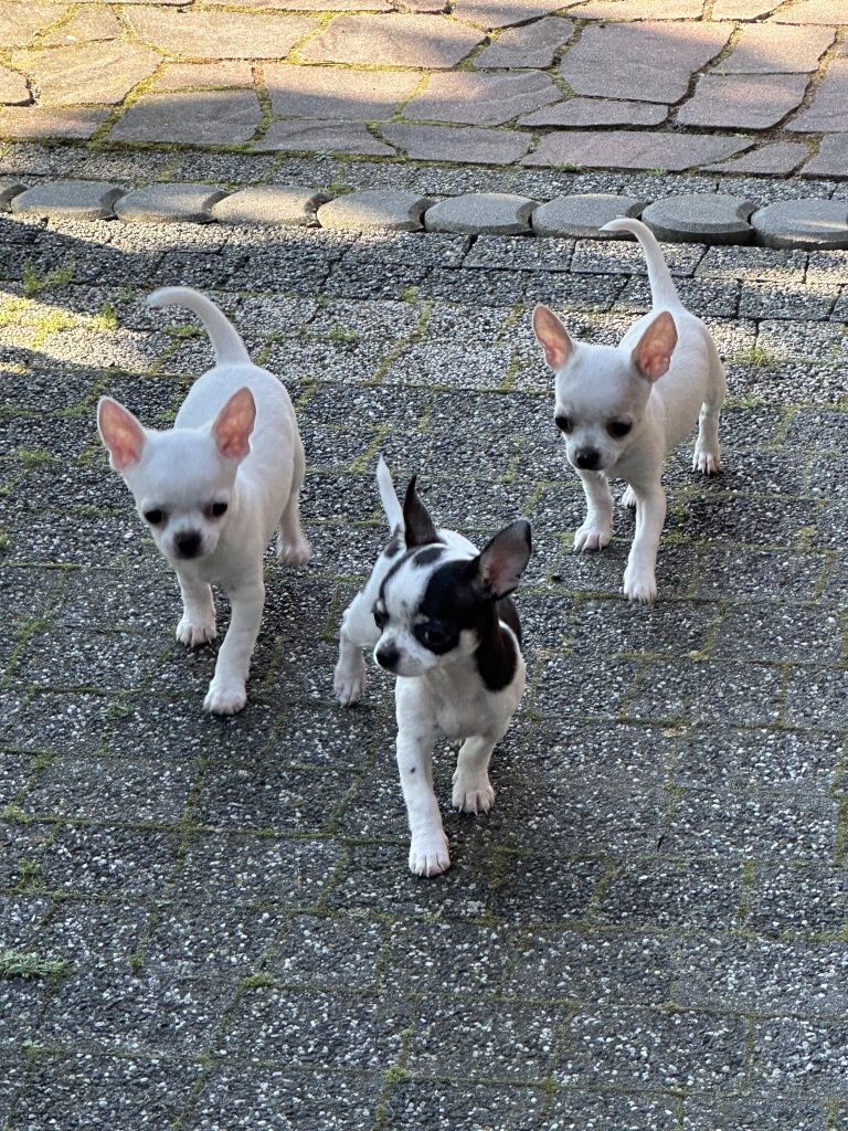 Szczeniak chihuahua