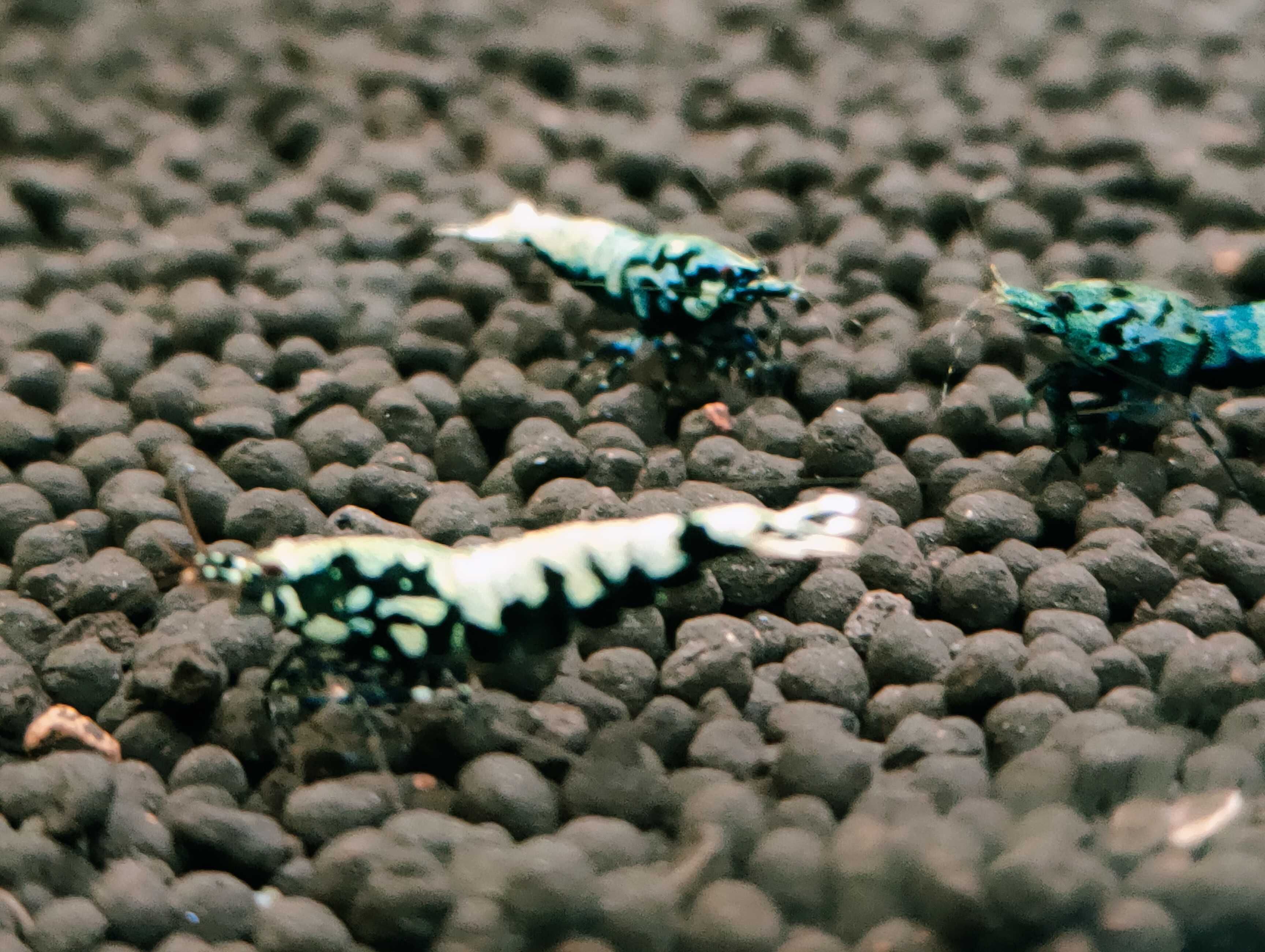 Krewetki Caridina BOA MID Zamiana GRATIS PROMOCJA