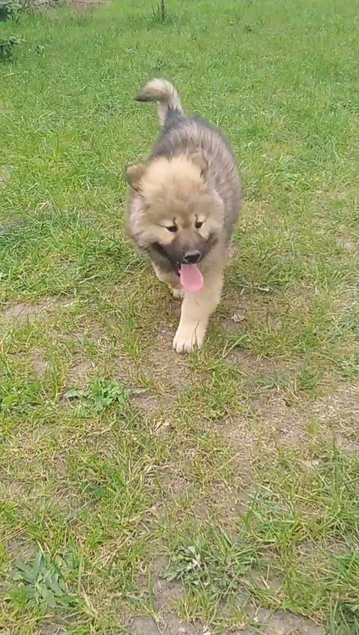 Eurasier - piesek