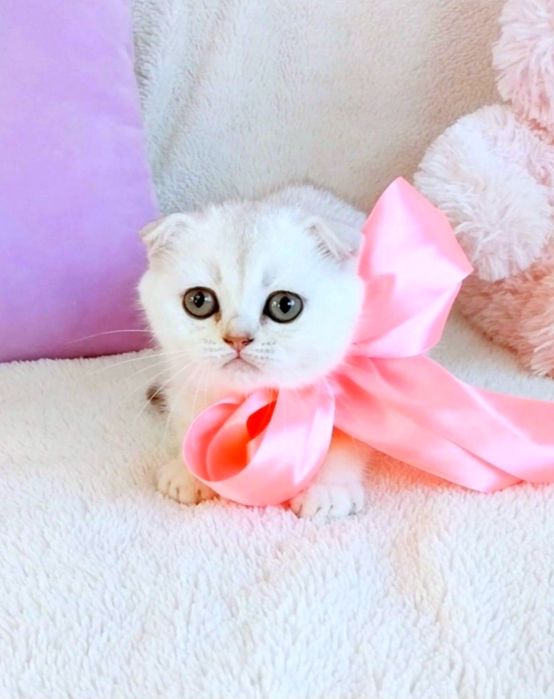 Дівчинка красунечка Срібна шиншила