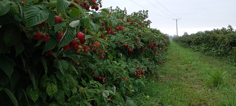 Sprzedam Maliny  Pol...nez... M...ma