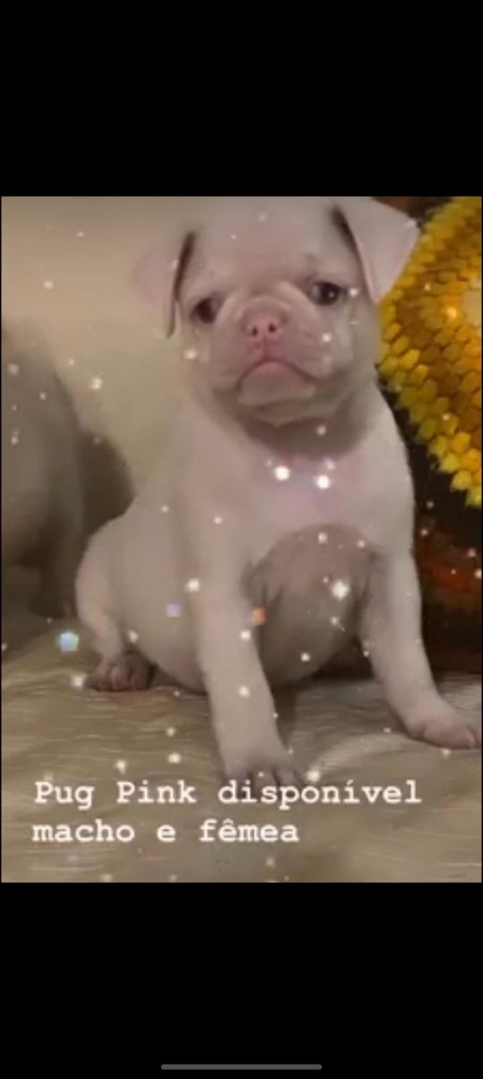 PUG CARLIN preto e beje