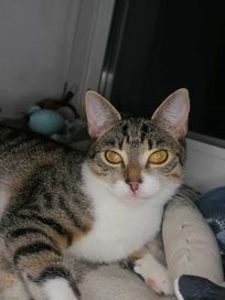 BONI koteczka felv+ (białaczka) do adopcji