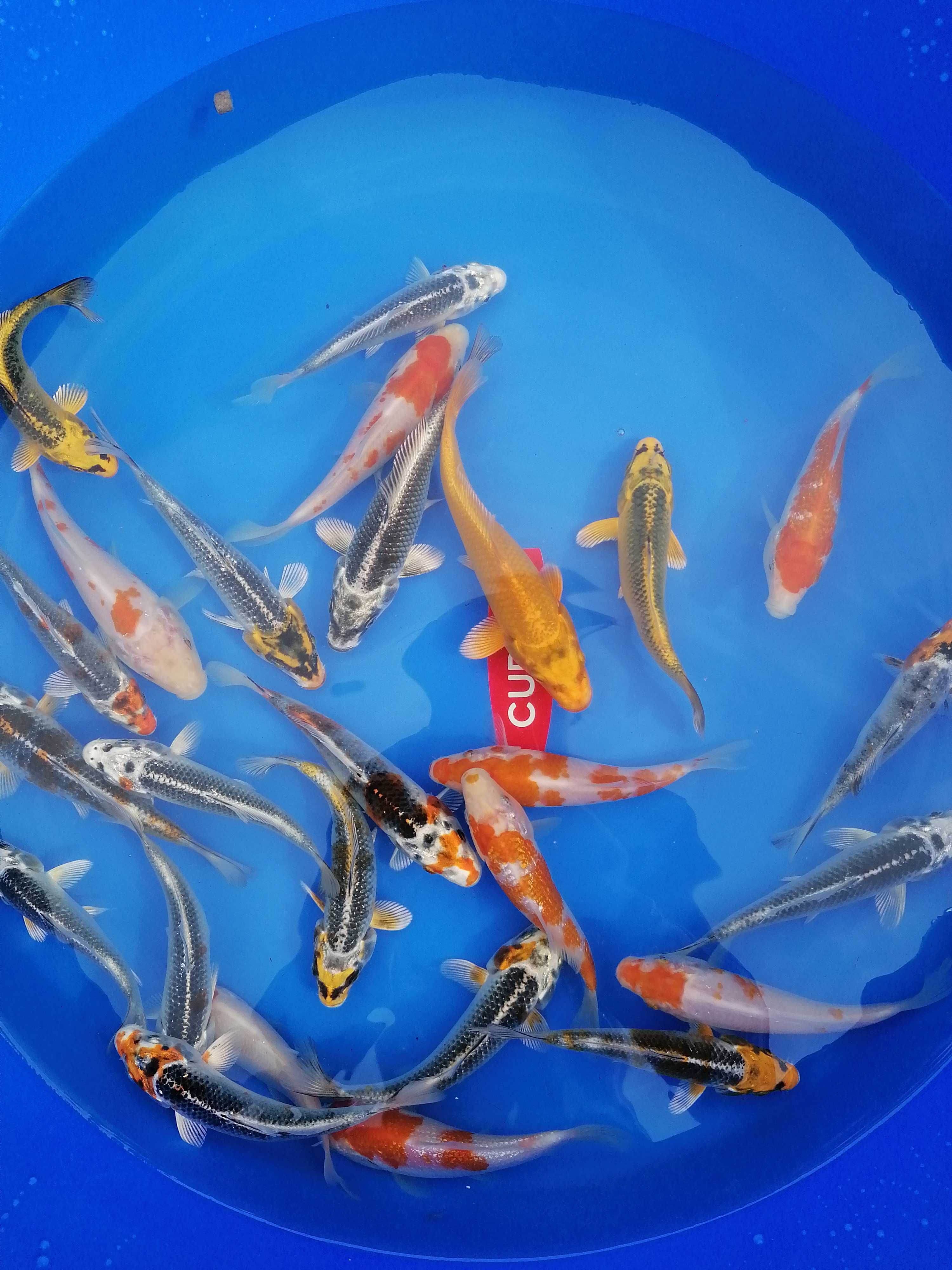 Ryby do oczek wodnych, rybki kolorowe, karp koi ,Jesiotr