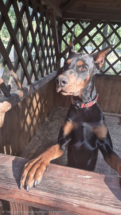Roczny doberman do adopcji