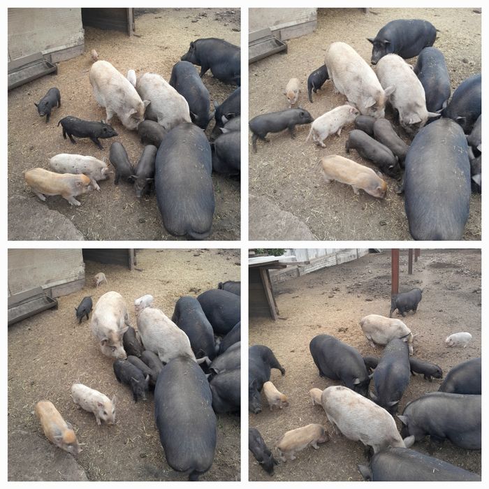 Продаю вьетнамских поросят.вьетнамцы.