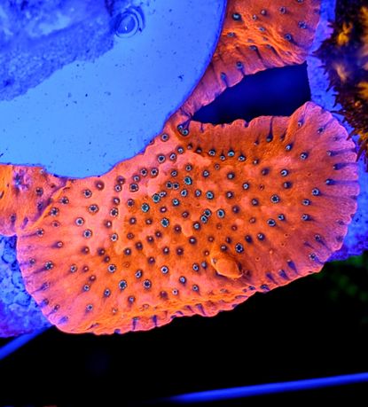 Piękna Montipora Tropic Thunder koralowiec SPS koral koralowce nie LPS