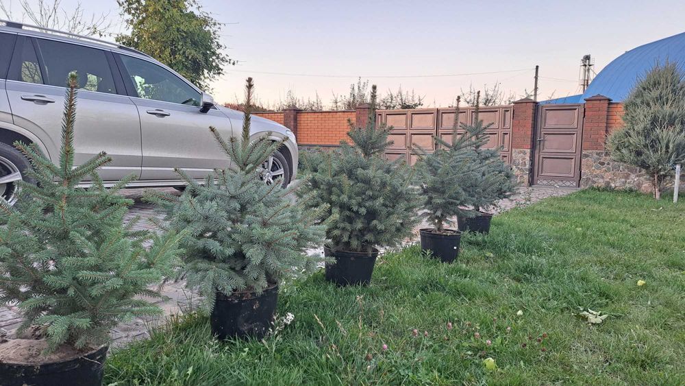Живі ялинки до ваших Різдвяних свят