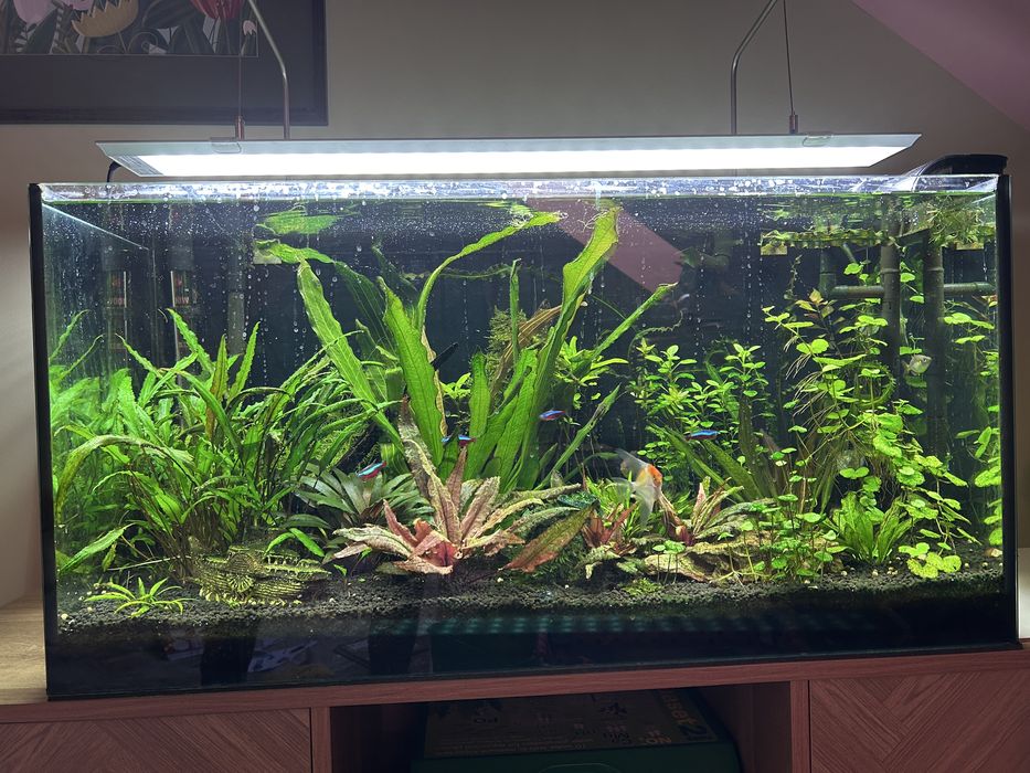 Akwarium 112l 80cm kompletny zestaw oswietlenie Chichiros wyposazenie