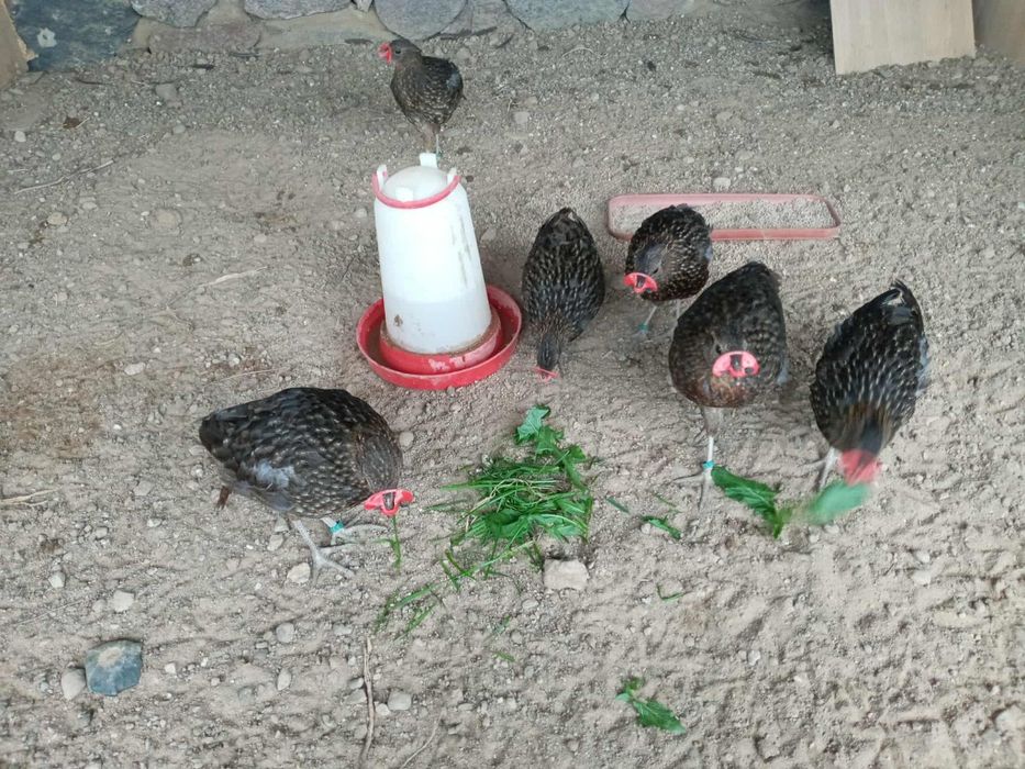 Sprzedam bażanty tragopan tymianek